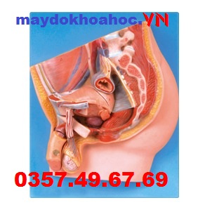 Mô hình giải phẫu đứng dọc nam GD-A15101