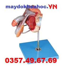 M&ocirc; h&igrave;nh bộ phận sinh dục nam GD-A15102