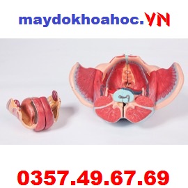 Mô hình dây thần kinh mạch máu và cơ quan sinh sản vùng chậu nữ GD-A15107-1