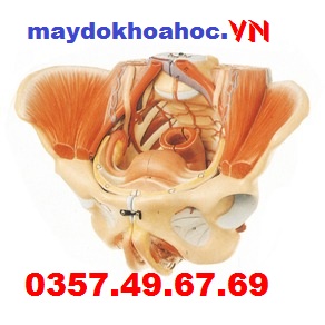 Mô hình dây thần kinh mạch máu và ruột thừa vùng chậu nữ GD-A15107