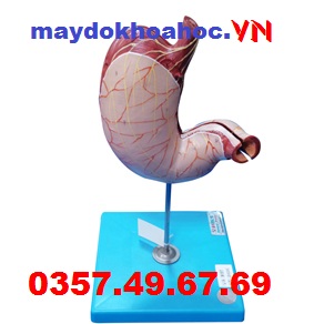  Mô hình dạ dày GD-A12002