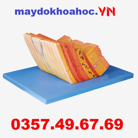 Mô hình thành dạ dày GD-A12003