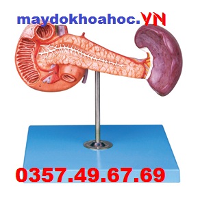 Mô hình tuyến tụy với lá lách và tá tràng GD-A12004