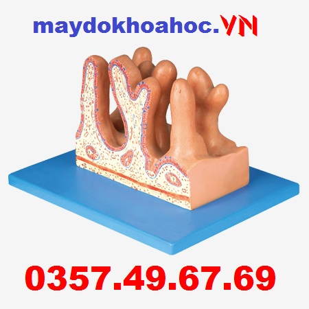 Mô hình phóng to bề mặt bên trong của hỗng tràng GD-A12005 Mô hình phóng to bề mặt bên trong của hỗng tràng GD-A12005