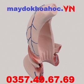 Mô hình ống hậu môn và trực tràng GD-A12007
