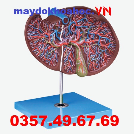  Mô hình giải phẫu gan và túi mật GD-A12009