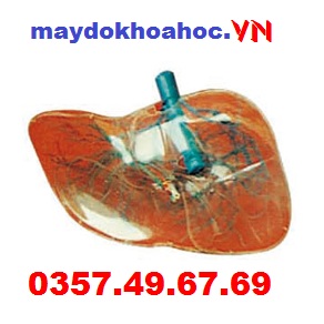 Mô hình gan trong suốt GD-A12010