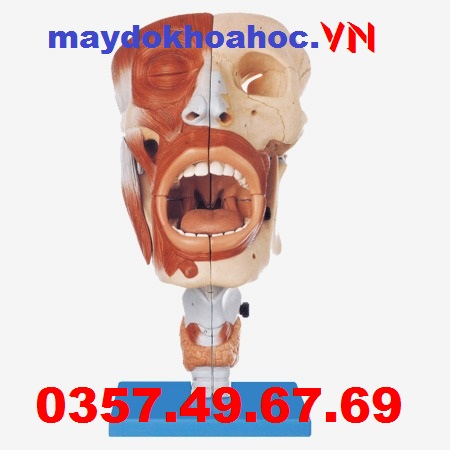  Mô Hình Khoang Mũi, Miệng, Hầu, Thanh Quản GD-A13001