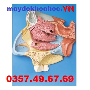 Mô hình mở rộng khoang mũi GD-A13002