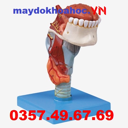 Mô hình Họng và Lưỡi, Răng GD-A13003