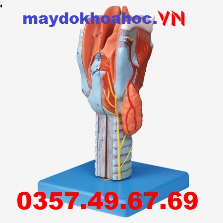 Mô hình cổ Họng GD-A13004 Mô hình cổ Họng GD-A13004