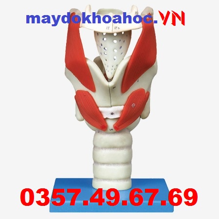 Mô hình mở rộng thanh quản GD-A13005