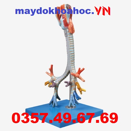 Mô hình thanh quản, khí quản và phế quản GD-A13006