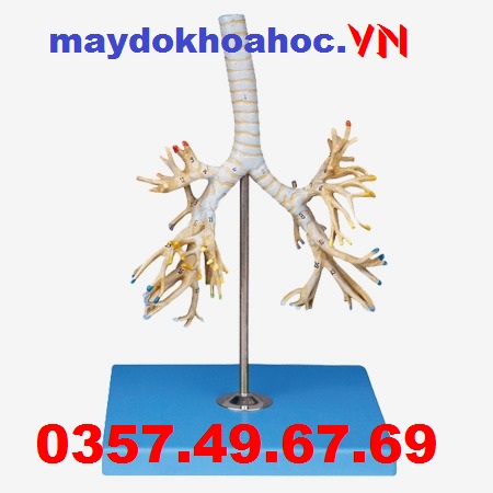 Mô hình phế quản GD-A13007 Mô hình phế quản GD-A13007