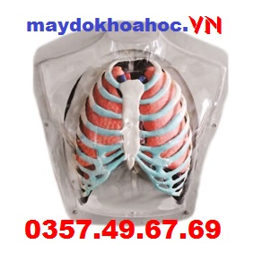 Mô Hình Hệ Thống Hô Hấp GD-A13008