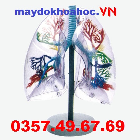 M&ocirc; h&igrave;nh ph&acirc;n đoạn phổi trong suốt GD-A13009