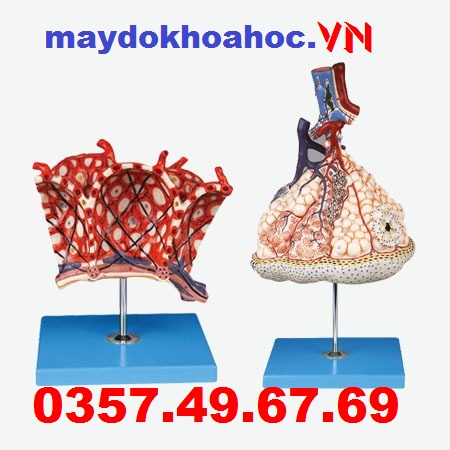 Mô hình mở rộng phế nang GD-A13011-2