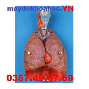 Mô hình thanh quản, tim và phổi GD-A13012