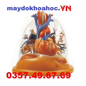 Mô hình tim và phổi, khí quản, phế quản trong suốt GD-A13013