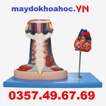 Mô hình trung thất GD-A13014