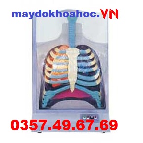 Mô hình hệ thống hô hấp của con người bằng điện GD-A13015