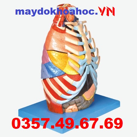 Mô hình giải phẫu lồng ngực GD-A13016