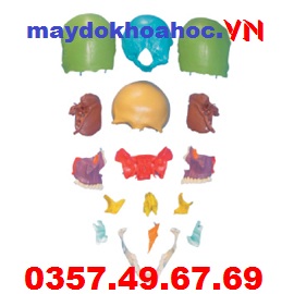 Mô hình xương hộp sọ tách rời GD-A11117-1