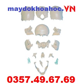 Mô hình xương hộp sọ tách rời GD-A11117-2