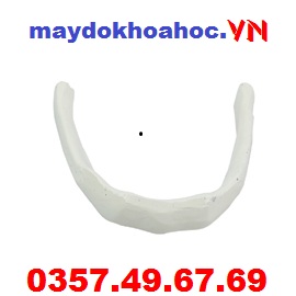 Mô hình xương móng hyoid GD-A11122