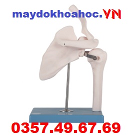 Mô hình khớp xương vai GD-A11201-1