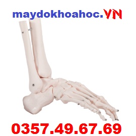 Mô hình khớp xương bàn chân GD-A11201-6