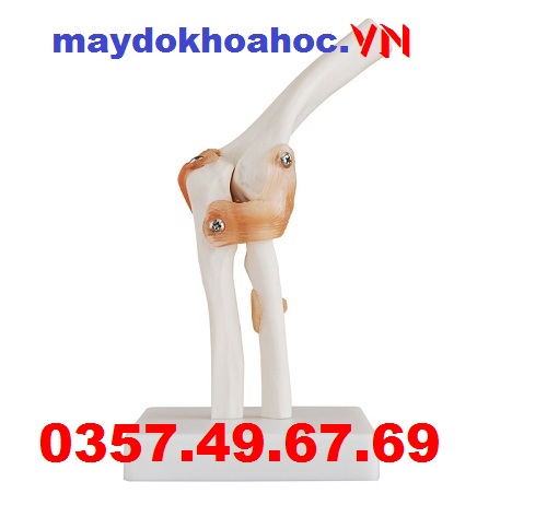 Mô hình khuỷu tay GD-A11209-2
