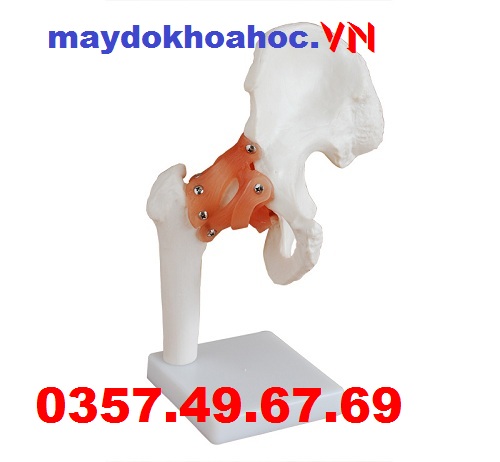 Mô hình khớp hông GD-A11209-3