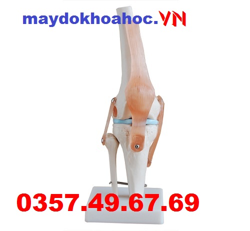 Mô hình khớp gối GD-A11209-4