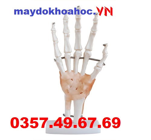 Mô hình khớp tay GD-A11209-5