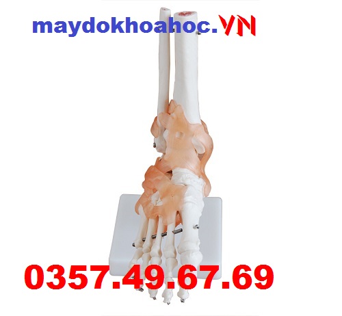 Mô hình khớp chân GD-A11209-6