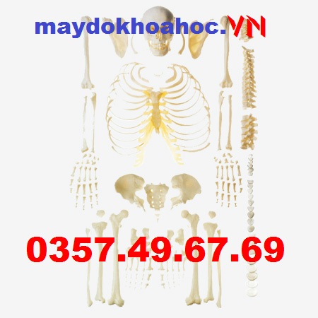 Mô hình bộ xương người tách rời GD-A11103