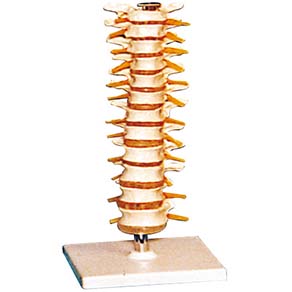 Mô hình đốt sống ngực GD-A11108