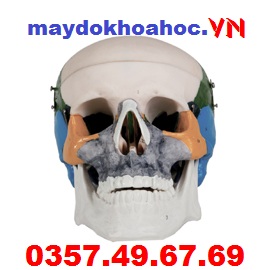 Mô hình tô màu hộp sọ người lớn GD-A11111-1