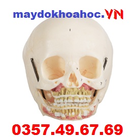Mô Hình Hộp Sọ Trẻ Em GD-A11114