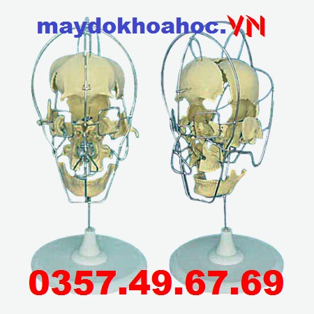 Mô hình hộp sọ người lớn tách rời GD-A11116-1
