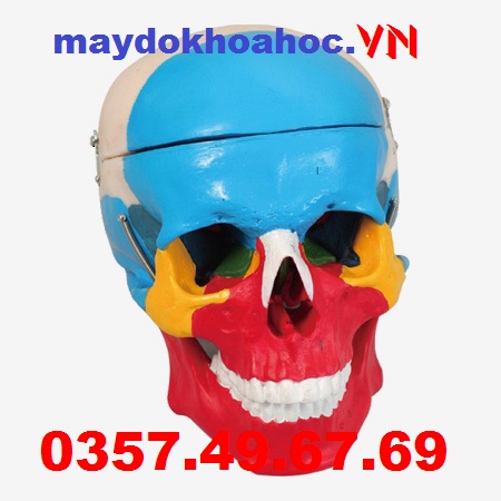 Mô hình hộp sọ tách rời GD-11118
