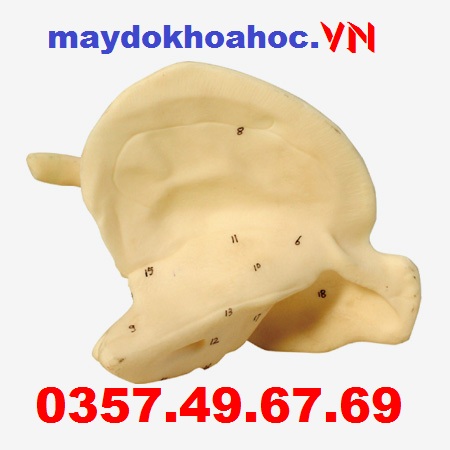 Mô hình xương thái dương GD-A11119