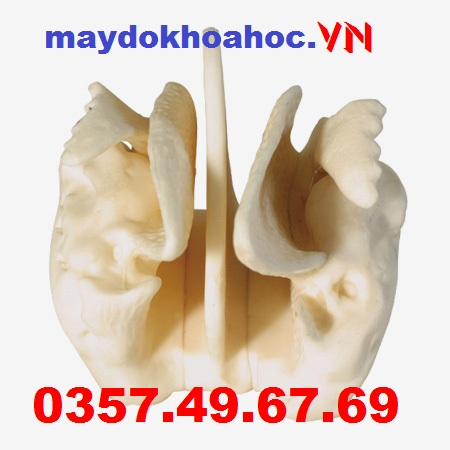 Mô hình xương sàng mở rộng GD-A11121