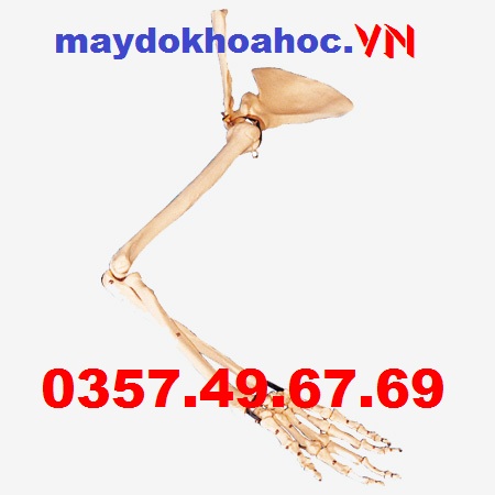 Mô hình xương cánh tay, xương bả vai, xương đòn GD-A11123