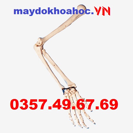 Mẫu khung xương cánh tay GD-A11124