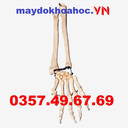 Xương lòng bàn tay với xương khuỷu tay và xương xuyên tâm GD-A11125