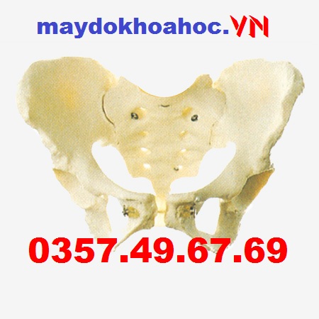 Mô hình Xương chậu nữ GD-A11128