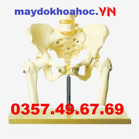 Mô hình Xương chậu với Cột sống thắt lưng và Đầu xương đùi GD-A11129