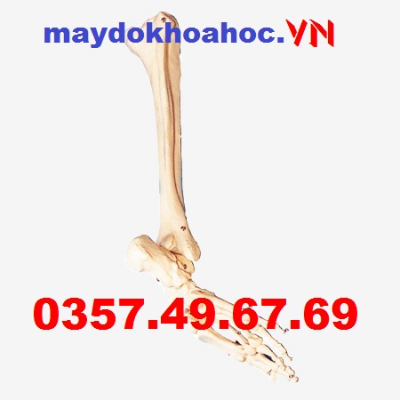 Mô hình xương ống quyển chân GD-A11132
